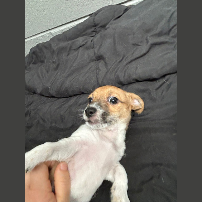 Photo of Bobbie