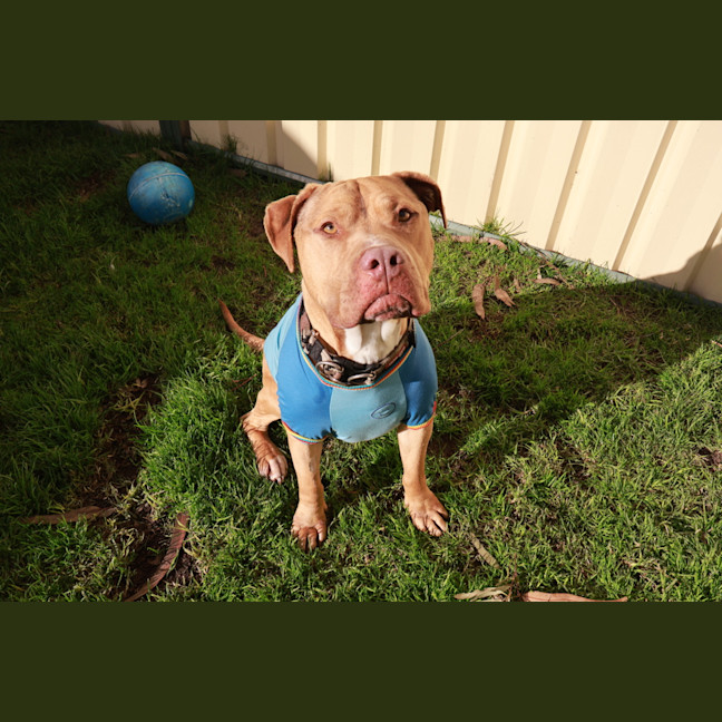 Photo of Boo