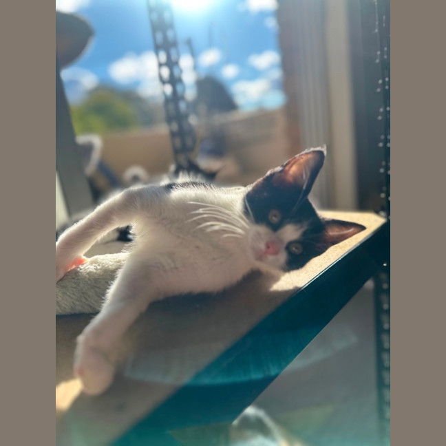 Photo of Little Chloe