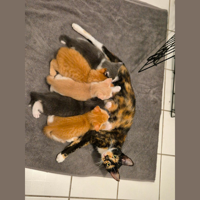 Photo of 🤎 Nutmeg 🤎