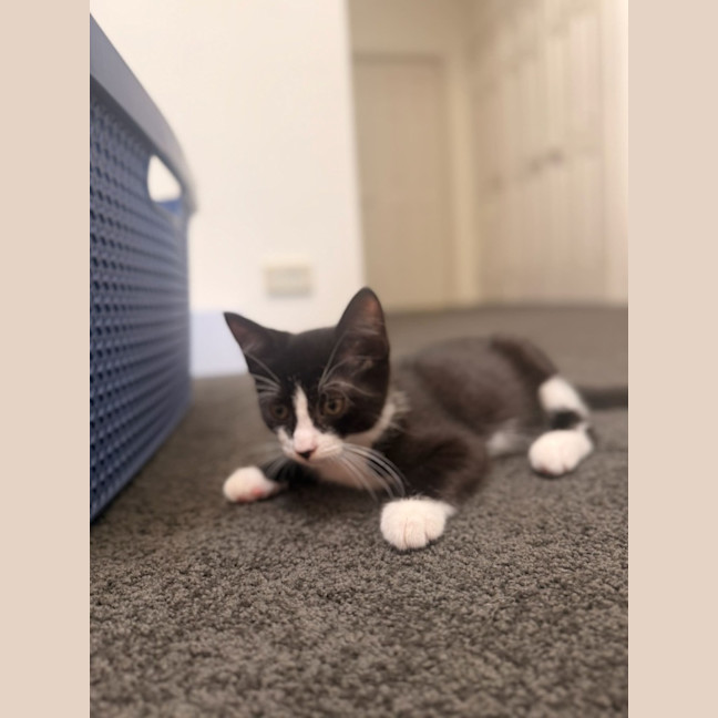 Photo of Dusky Meet Me@Petstock Mornington Store