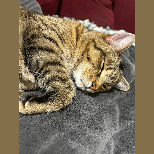 Photo of Dixie