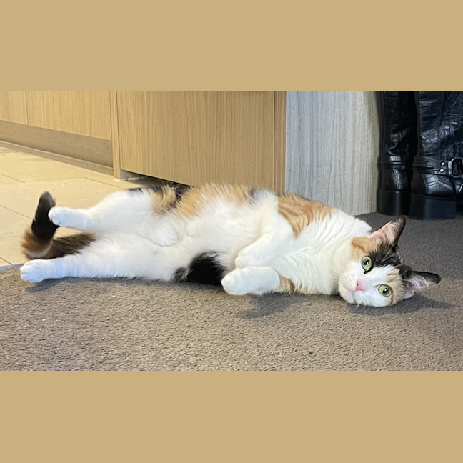 Photo of Luna