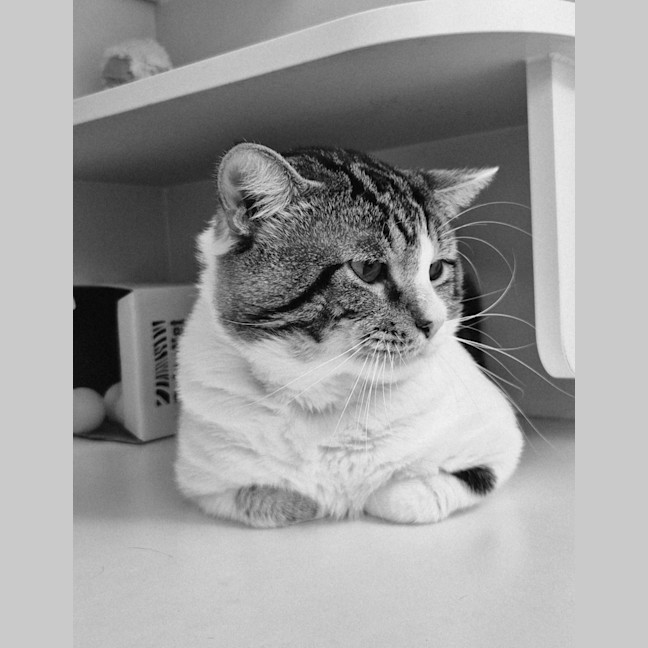 Photo of Whiskey (9028)