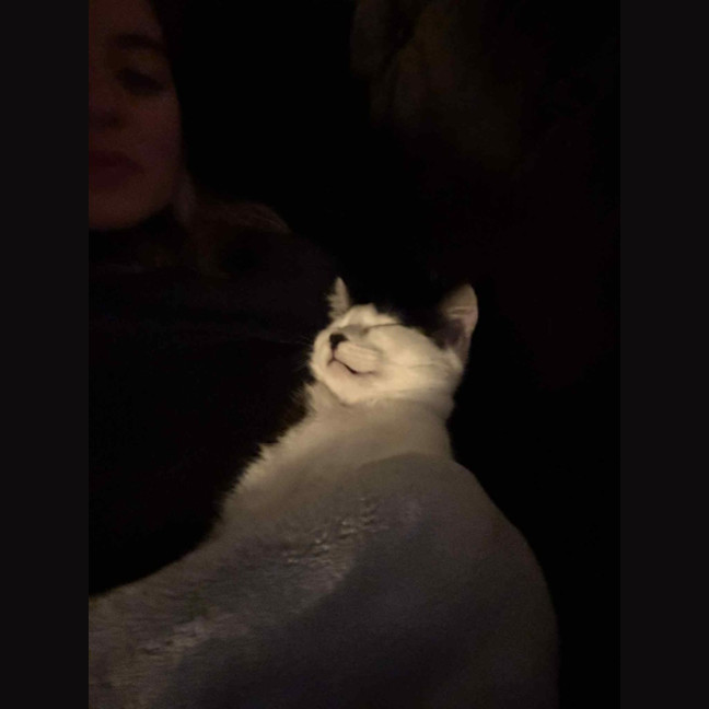 Photo of Pancake & Henry