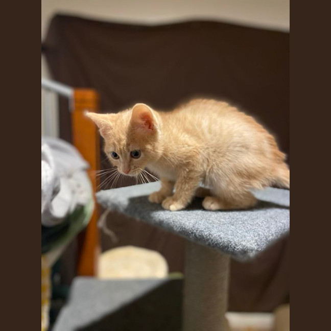 Photo of Whethers Original 