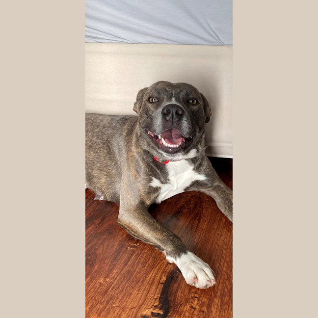 Photo of D1295 Misty