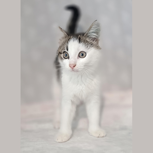 Photo of Smudge