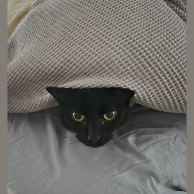 Photo of Bixie