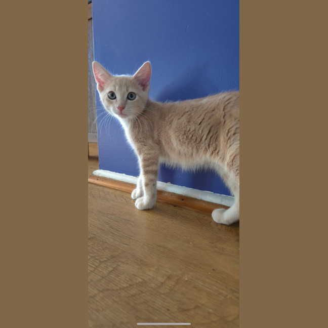 Photo of Mufasa