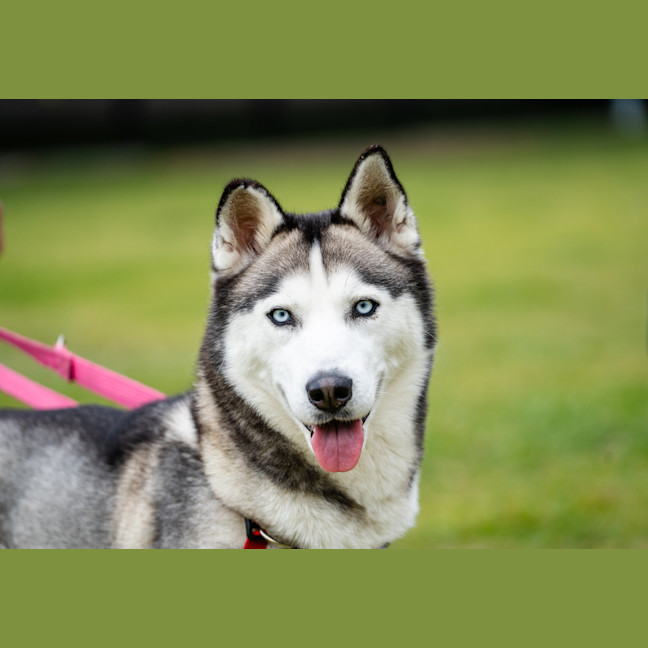 Photo of Freya