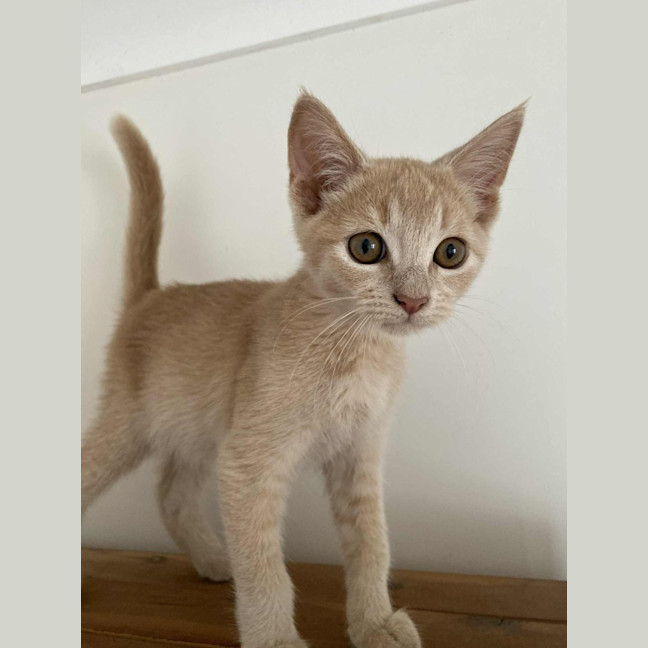 Photo of Butterscotch 