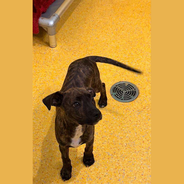Photo of Choco