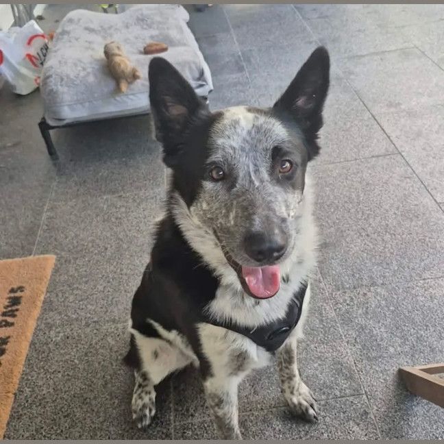 Photo of Shadow 