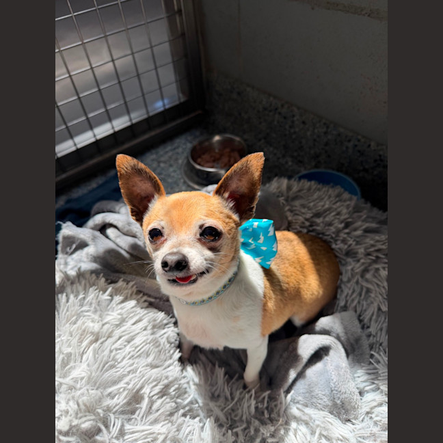 Photo of Woody