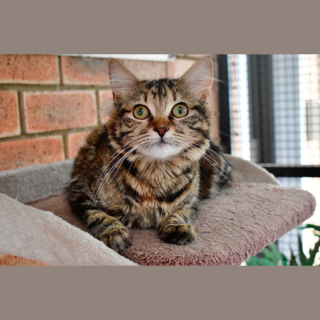 Photo of Purrfessor Minerva