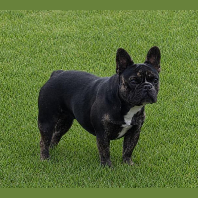 Photo of Frankie