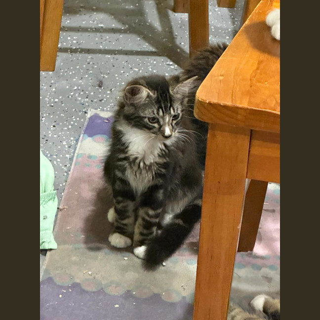 Photo of Fluffball