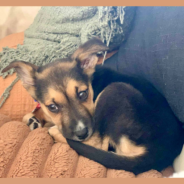 Photo of Minnie   9 Week Old Kelpie X Border Collie