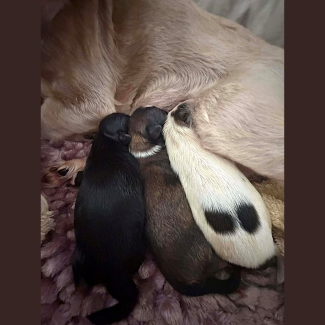 Photo of Maggie   3 Year Old Maltese X Shih Tzu