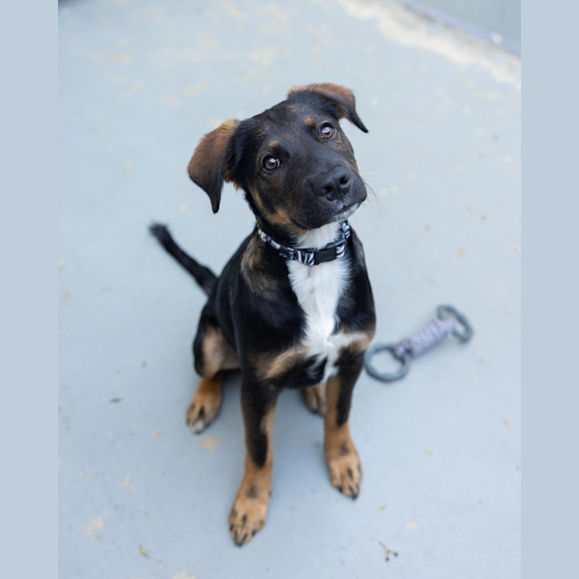 Photo of Chestnut