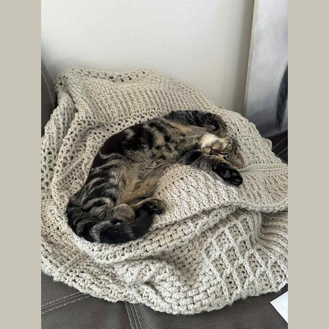 Photo of Moccasin