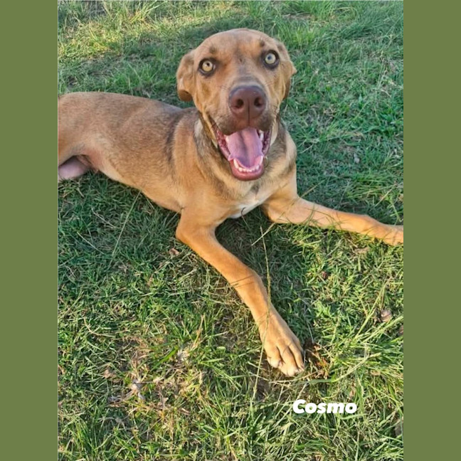 Photo of Cosmo