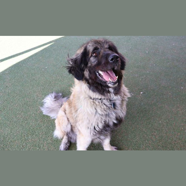 Photo of Mocha
