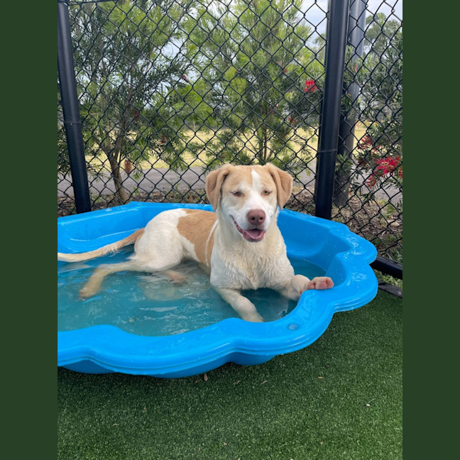 Photo of Gromit Imp 1418