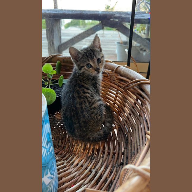 Photo of Bonnie