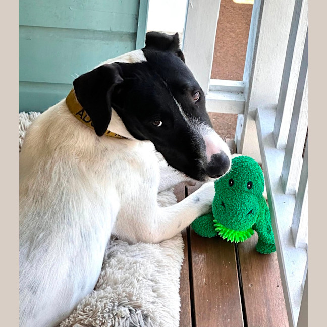 Photo of Buster