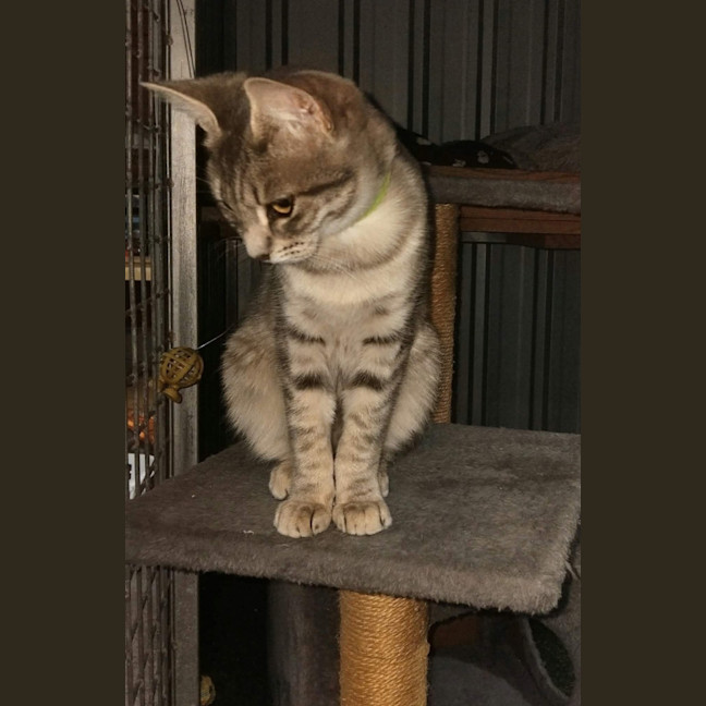 Photo of Sapphire