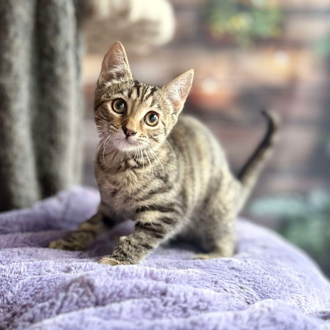 Photo of Buttercup   Meet Me At Ivanhoe East Vet Clinic