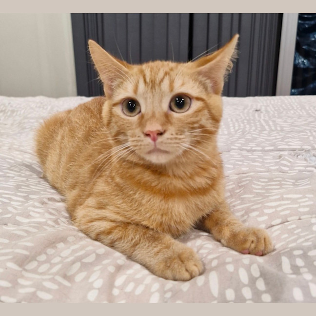 Photo of Nacho (& Taco)