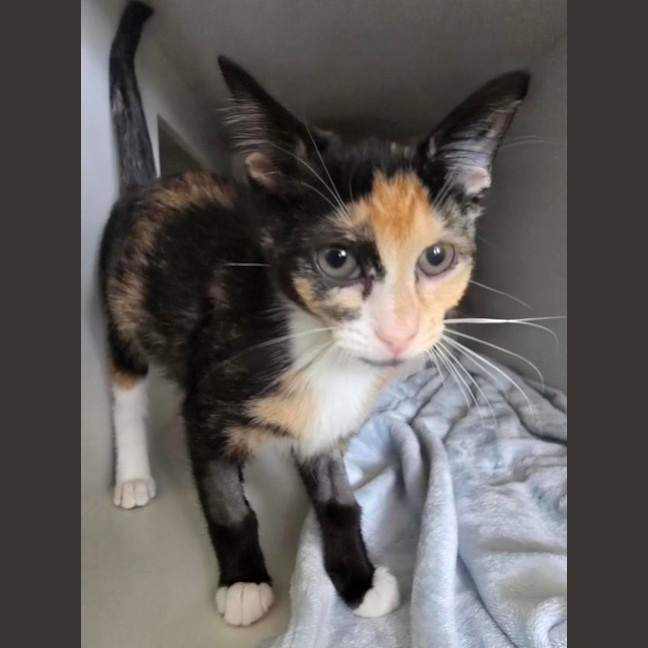 Photo of Waltz *Available At Pet Stock Milperra*