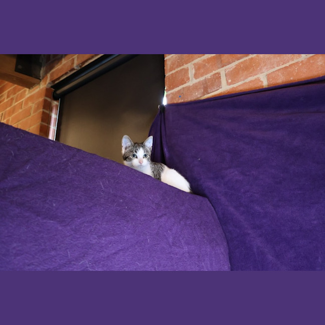 Photo of Thimble