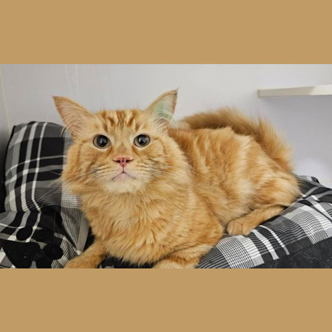 Photo of Tigger