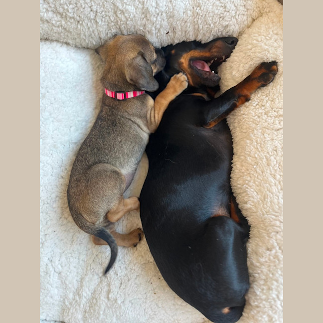 Photo of Daisy   11 Week Old Pug X Dachshund