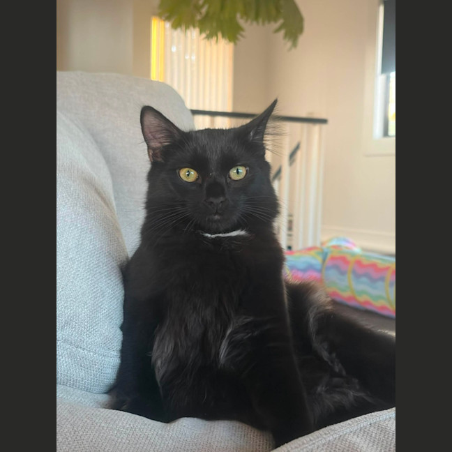 Photo of Tippa & Sooty   7 Month Old Domestic Medium Hair