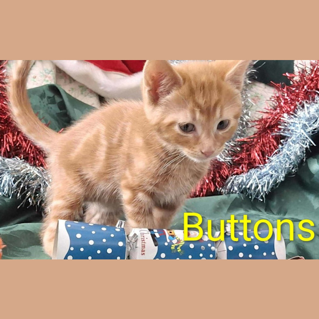 Photo of Buttons Meet Me@Hastings Petstock