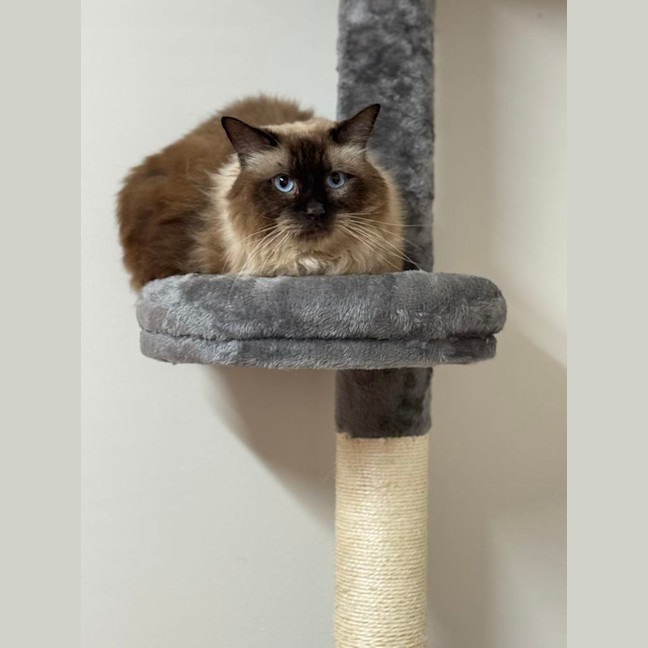 Photo of Mr Ice Blue