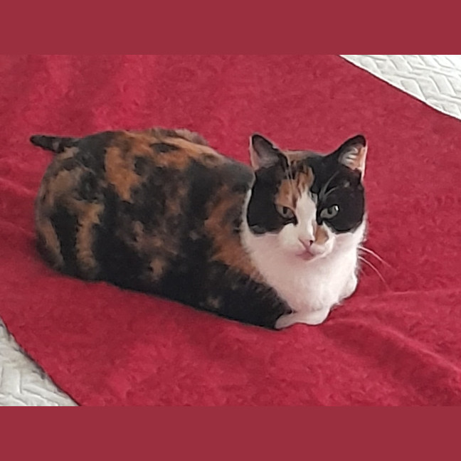 Photo of Apricot