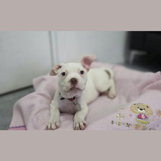 Photo of Snowy