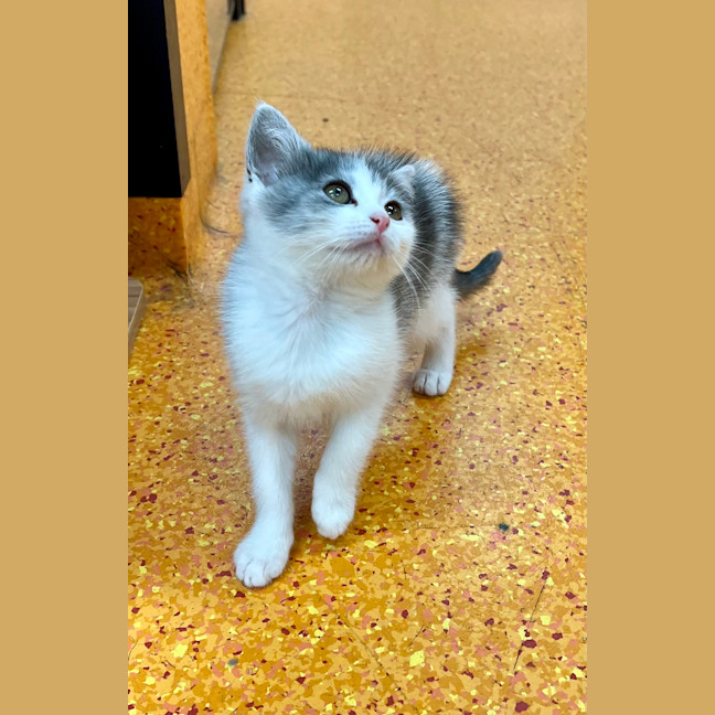 Photo of Clementine
