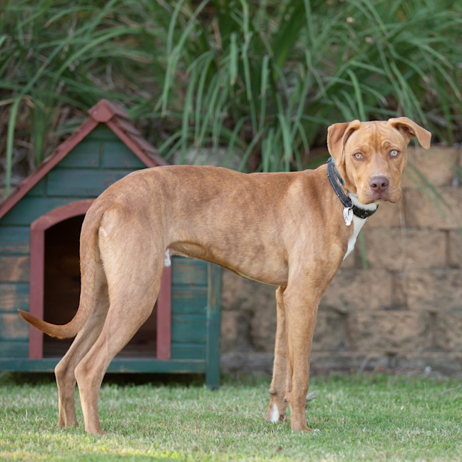 Photo of Harley