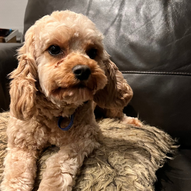 Photo of Marley   22 Month Old Cavoodle