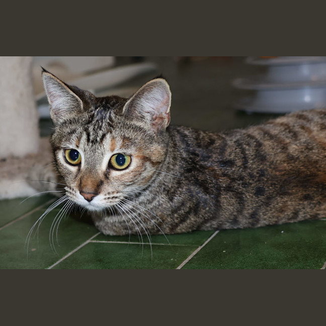 Photo of June Bug   Available At Pet Quarters Belmont