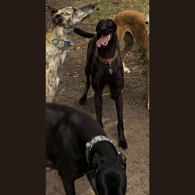 Photo of Sonya, The Cat Friendly Greyhound