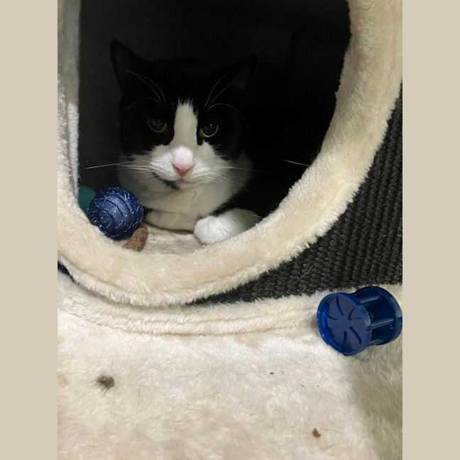 Photo of Oscar