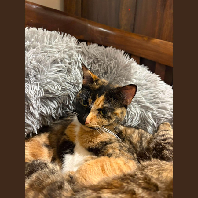 Photo of Luna